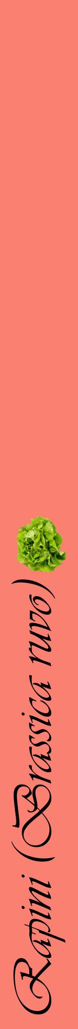 Étiquette de : Brassica ruvo - format a - style noire38viv avec comestibilité simplifiée