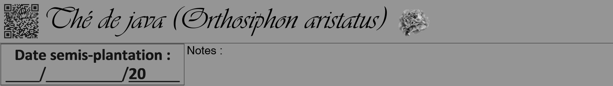 Étiquette de : Orthosiphon aristatus - format a - style noire16simpleviv avec qrcode et comestibilité simplifiée