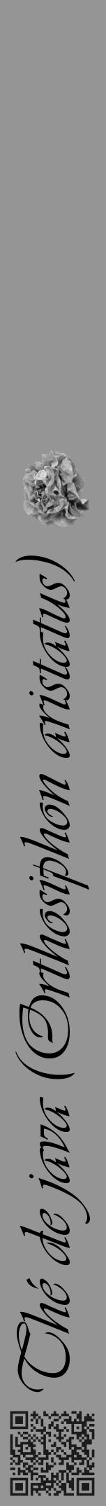 Étiquette de : Orthosiphon aristatus - format a - style noire16simpleviv avec qrcode et comestibilité simplifiée - position verticale