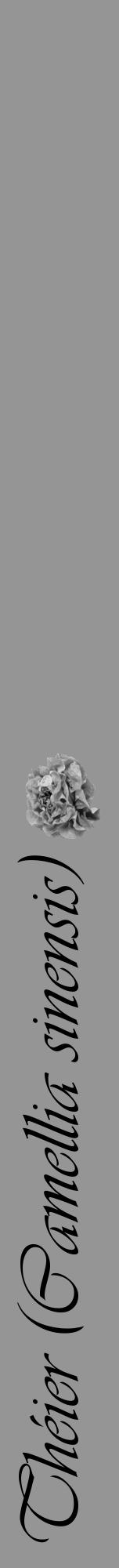 Étiquette de : Camellia sinensis - format a - style noire16viv avec comestibilité simplifiée - position verticale