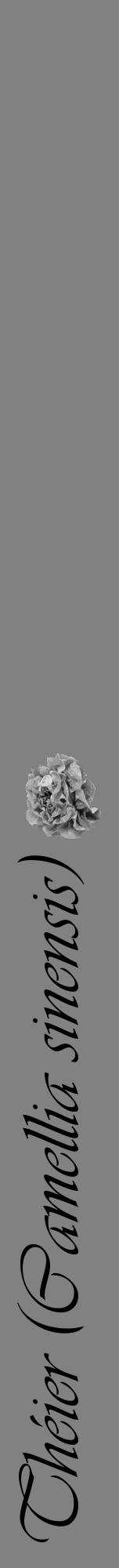 Étiquette de : Camellia sinensis - format a - style noire50basiqueviv avec comestibilité simplifiée - position verticale