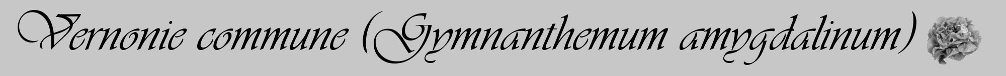 Étiquette de : Gymnanthemum amygdalinum - format a - style noire15viv avec comestibilité simplifiée