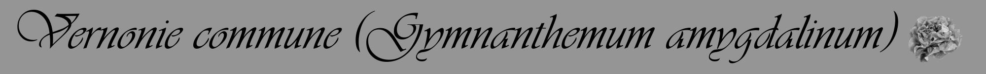 Étiquette de : Gymnanthemum amygdalinum - format a - style noire16viv avec comestibilité simplifiée