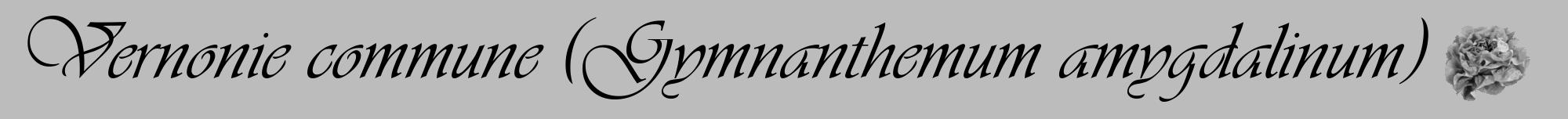 Étiquette de : Gymnanthemum amygdalinum - format a - style noire1viv avec comestibilité simplifiée