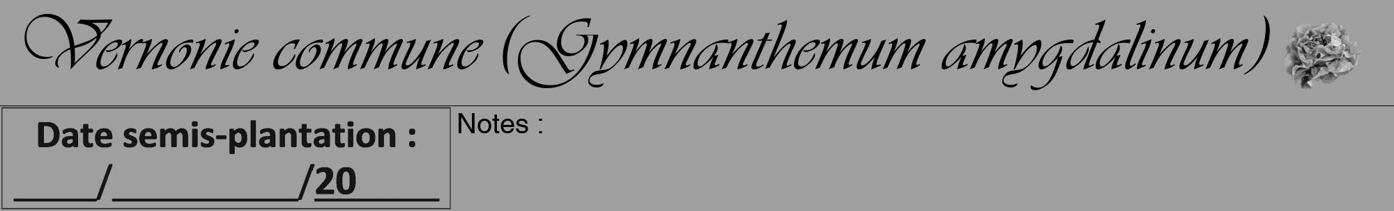 Étiquette de : Gymnanthemum amygdalinum - format a - style noire24viv avec comestibilité simplifiée