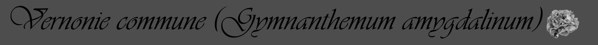 Étiquette de : Gymnanthemum amygdalinum - format a - style noire28viv avec comestibilité simplifiée