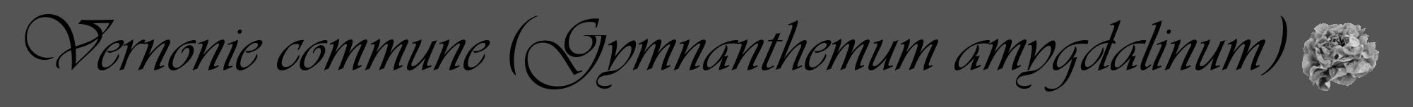 Étiquette de : Gymnanthemum amygdalinum - format a - style noire36viv avec comestibilité simplifiée