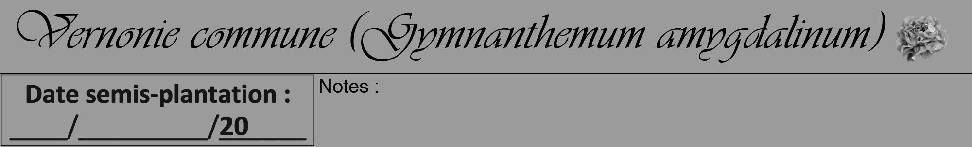 Étiquette de : Gymnanthemum amygdalinum - format a - style noire52viv avec comestibilité simplifiée