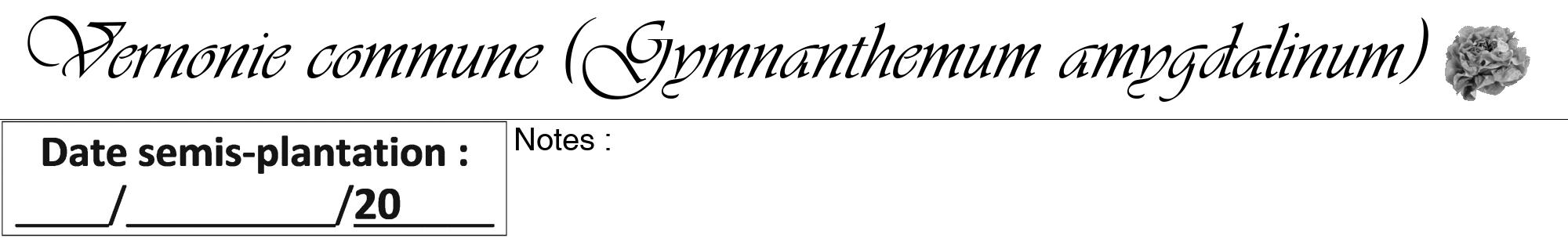 Étiquette de : Gymnanthemum amygdalinum - format a - style noire60viv avec comestibilité simplifiée