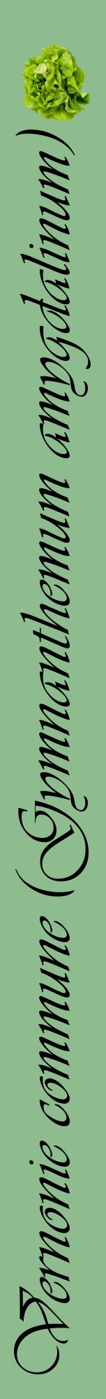 Étiquette de : Gymnanthemum amygdalinum - format a - style noire13viv avec comestibilité simplifiée