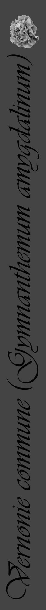 Étiquette de : Gymnanthemum amygdalinum - format a - style noire48viv avec comestibilité simplifiée - position verticale
