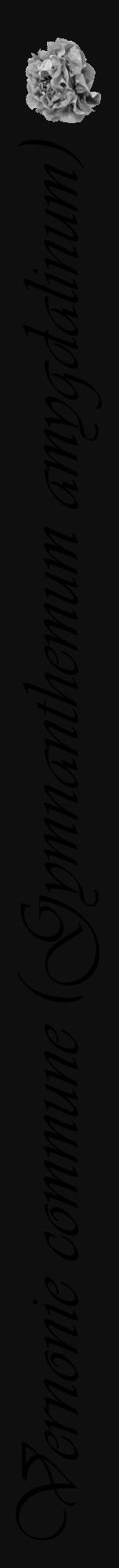 Étiquette de : Gymnanthemum amygdalinum - format a - style noire7viv avec comestibilité simplifiée - position verticale
