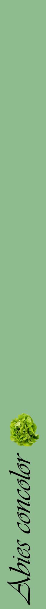 Étiquette de : Abies concolor - format a - style noire13viv avec comestibilité simplifiée