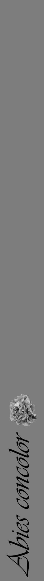 Étiquette de : Abies concolor - format a - style noire35viv avec comestibilité simplifiée - position verticale