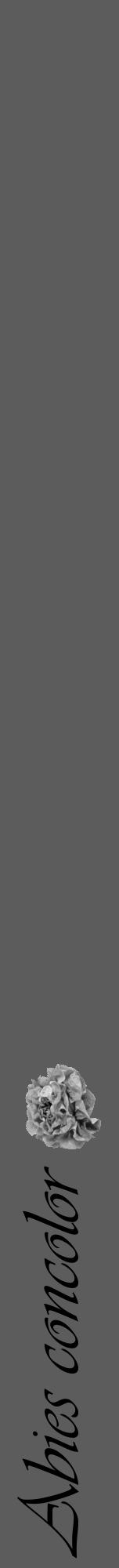 Étiquette de : Abies concolor - format a - style noire49viv avec comestibilité simplifiée - position verticale