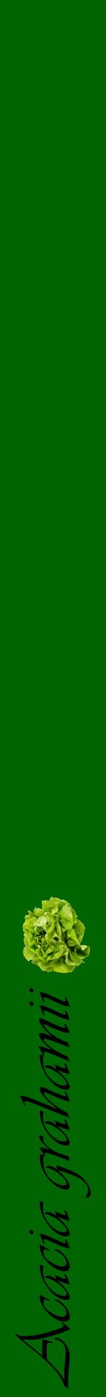 Étiquette de : Acacia grahamii - format a - style noire8viv avec comestibilité simplifiée