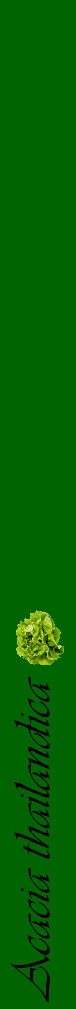 Étiquette de : Acacia thailandica - format a - style noire8viv avec comestibilité simplifiée