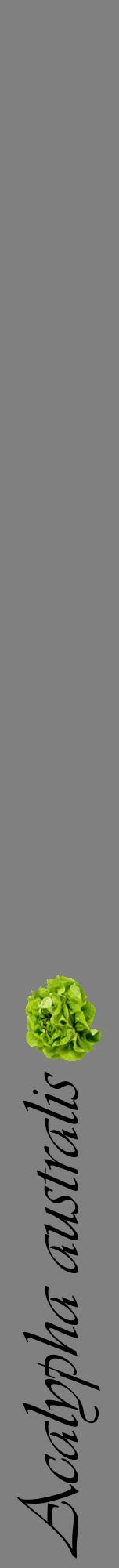 Étiquette de : Acalypha australis - format a - style noire57viv avec comestibilité simplifiée