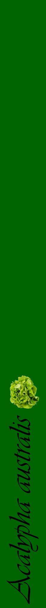 Étiquette de : Acalypha australis - format a - style noire8viv avec comestibilité simplifiée