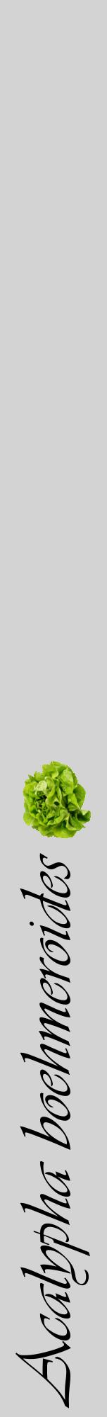 Étiquette de : Acalypha boehmeroides - format a - style noire56viv avec comestibilité simplifiée