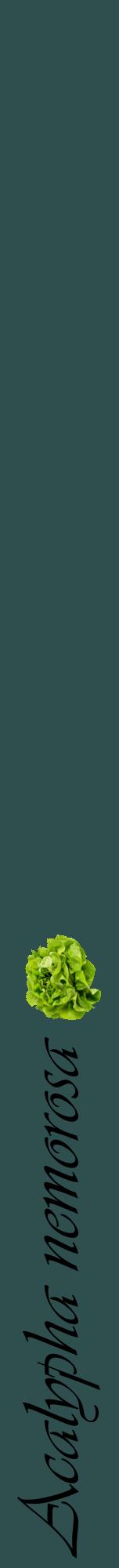 Étiquette de : Acalypha nemorosa - format a - style noire58viv avec comestibilité simplifiée