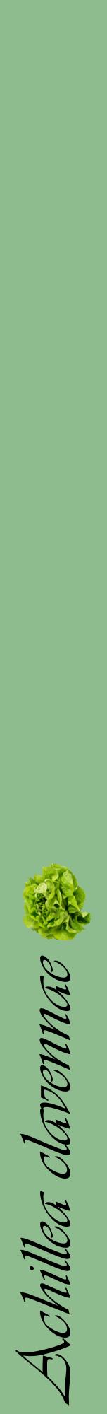 Étiquette de : Achillea clavennae - format a - style noire13viv avec comestibilité simplifiée