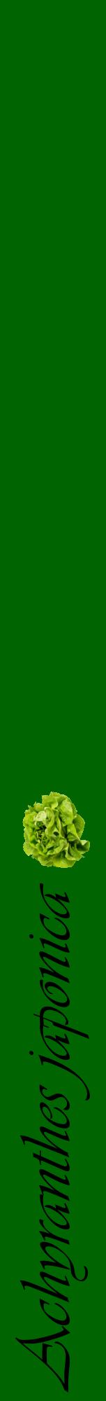 Étiquette de : Achyranthes japonica - format a - style noire8viv avec comestibilité simplifiée