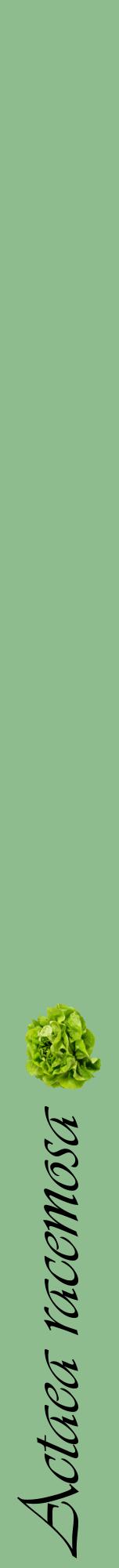 Étiquette de : Actaea racemosa - format a - style noire13viv avec comestibilité simplifiée