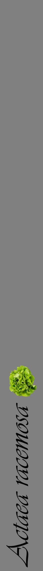 Étiquette de : Actaea racemosa - format a - style noire57viv avec comestibilité simplifiée