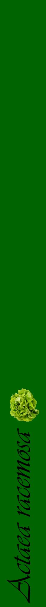 Étiquette de : Actaea racemosa - format a - style noire8viv avec comestibilité simplifiée