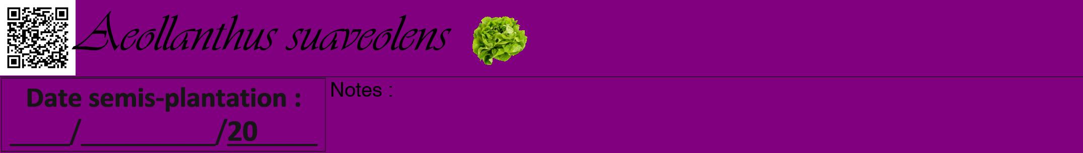Étiquette de : Aeollanthus suaveolens - format a - style noire46viv avec qrcode et comestibilité simplifiée