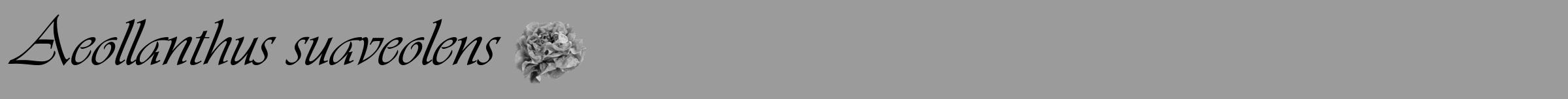 Étiquette de : Aeollanthus suaveolens - format a - style noire52simpleviv avec comestibilité simplifiée