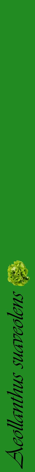 Étiquette de : Aeollanthus suaveolens - format a - style noire10viv avec comestibilité simplifiée