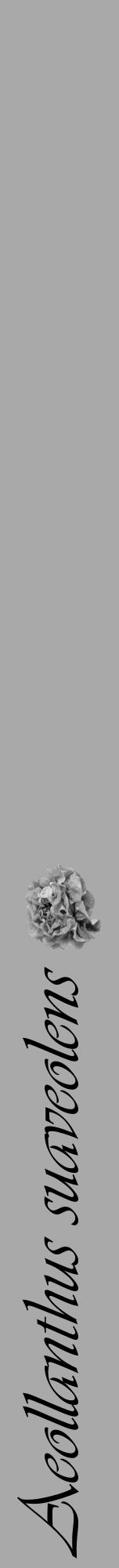 Étiquette de : Aeollanthus suaveolens - format a - style noire13viv avec comestibilité simplifiée - position verticale
