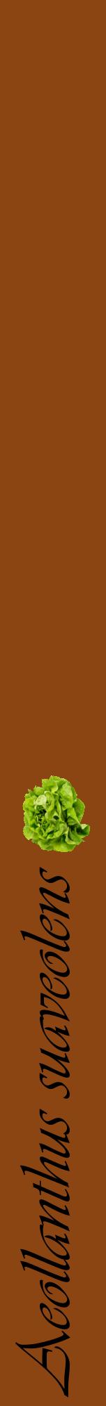 Étiquette de : Aeollanthus suaveolens - format a - style noire30viv avec comestibilité simplifiée