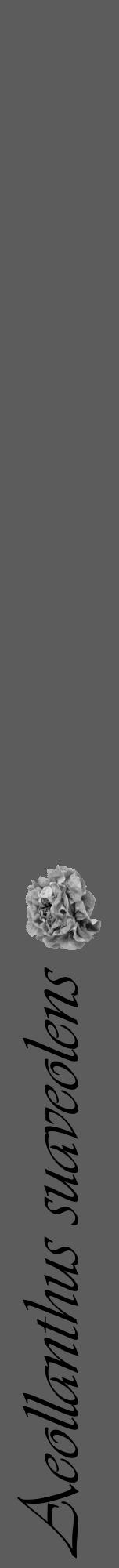 Étiquette de : Aeollanthus suaveolens - format a - style noire49viv avec comestibilité simplifiée - position verticale