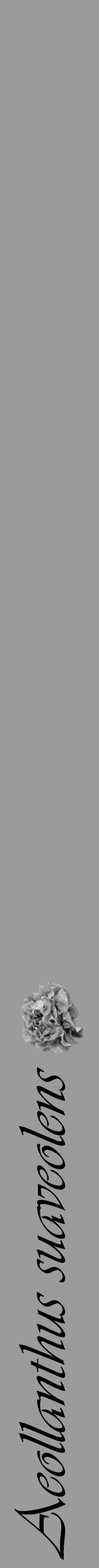 Étiquette de : Aeollanthus suaveolens - format a - style noire52simpleviv avec comestibilité simplifiée - position verticale