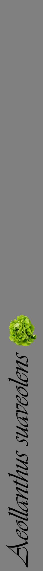Étiquette de : Aeollanthus suaveolens - format a - style noire57viv avec comestibilité simplifiée