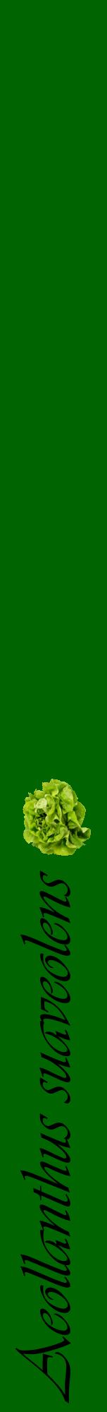 Étiquette de : Aeollanthus suaveolens - format a - style noire8viv avec comestibilité simplifiée
