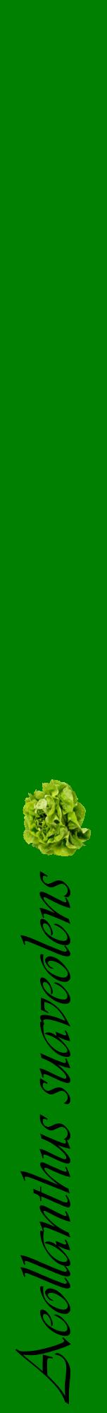 Étiquette de : Aeollanthus suaveolens - format a - style noire9viv avec comestibilité simplifiée
