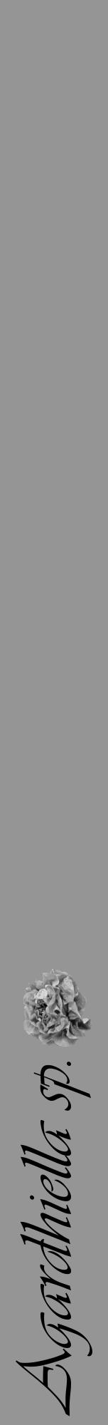 Étiquette de : Agardhiella sp. - format a - style noire16viv avec comestibilité simplifiée - position verticale