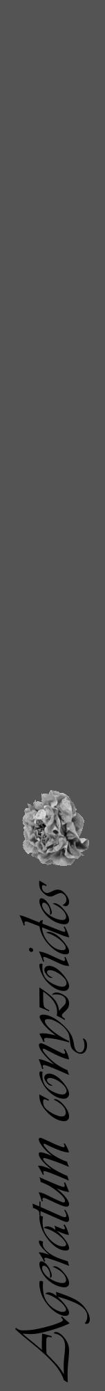 Étiquette de : Ageratum conyzoides - format a - style noire36viv avec comestibilité simplifiée - position verticale
