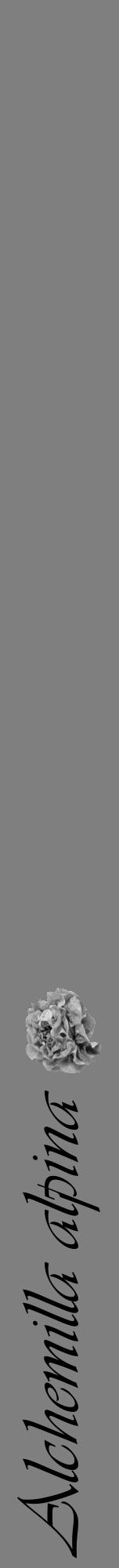 Étiquette de : Alchemilla alpina - format a - style noire57viv avec comestibilité simplifiée - position verticale