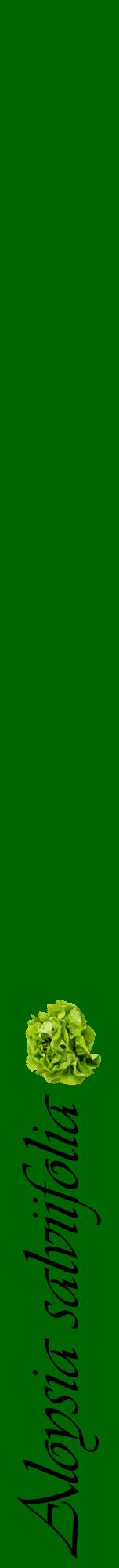 Étiquette de : Aloysia salviifolia - format a - style noire8viv avec comestibilité simplifiée