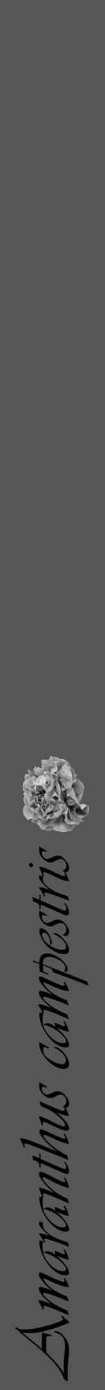 Étiquette de : Amaranthus campestris - format a - style noire45viv avec comestibilité simplifiée - position verticale