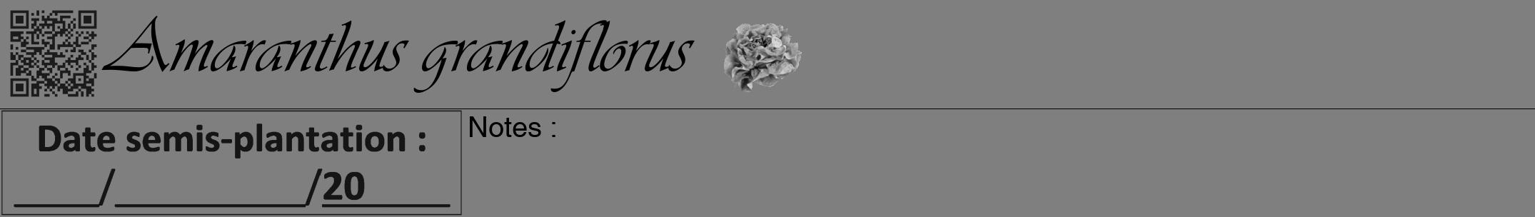 Étiquette de : Amaranthus grandiflorus - format a - style noire31viv avec qrcode et comestibilité simplifiée