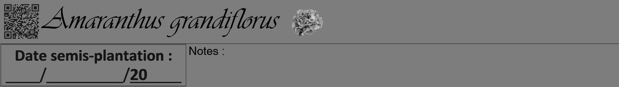 Étiquette de : Amaranthus grandiflorus - format a - style noire35viv avec qrcode et comestibilité simplifiée