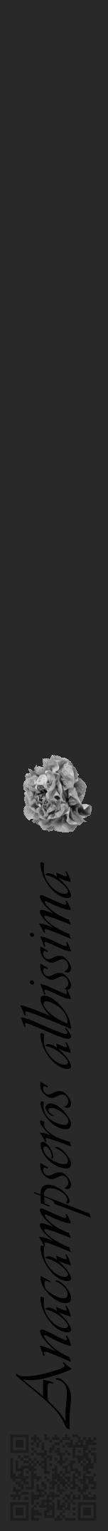 Étiquette de : Anacampseros albissima - format a - style noire34basiqueviv avec qrcode et comestibilité simplifiée - position verticale
