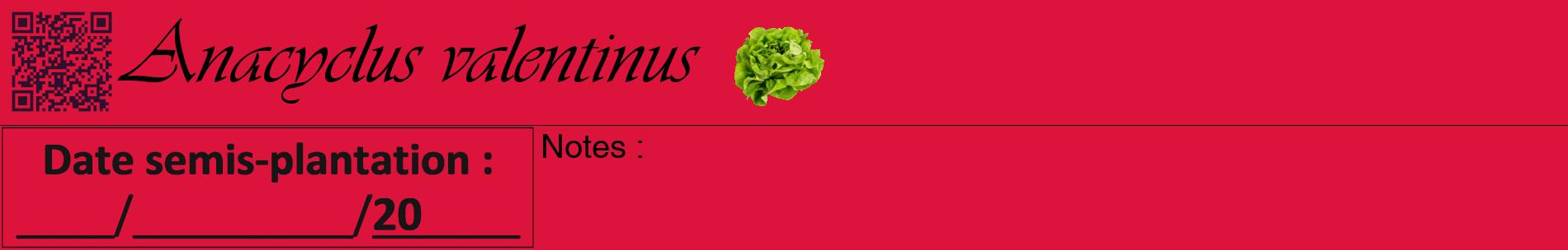 Étiquette de : Anacyclus valentinus - format a - style noire36basiqueviv avec qrcode et comestibilité simplifiée
