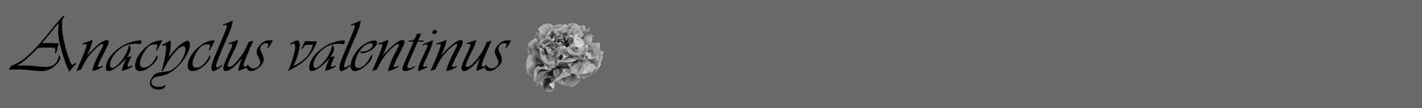 Étiquette de : Anacyclus valentinus - format a - style noire51viv avec comestibilité simplifiée